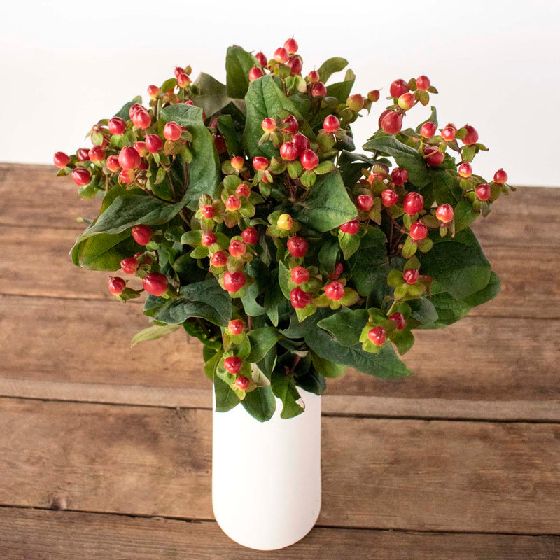 Red hypericum berry flowers in white vase on brown table