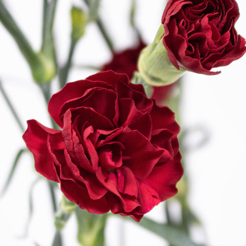 Red Mini Carnation Flower Up Close