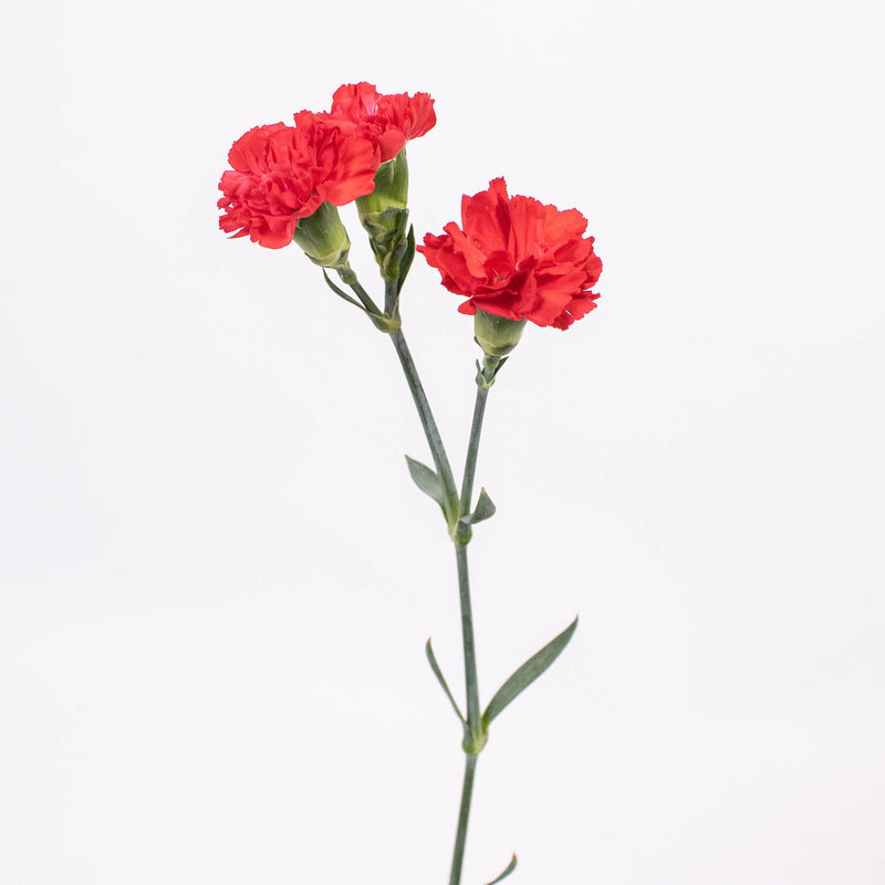 Red Mini Carnation Flower Stem