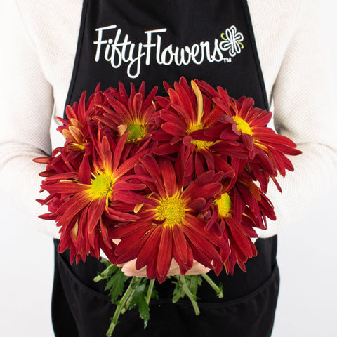 Red Mum Flower Bunch in Hand