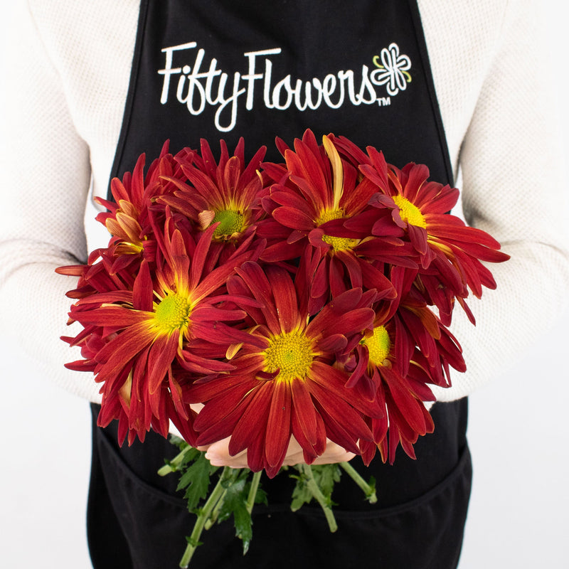 Red Mum Flower Bunch in Hand