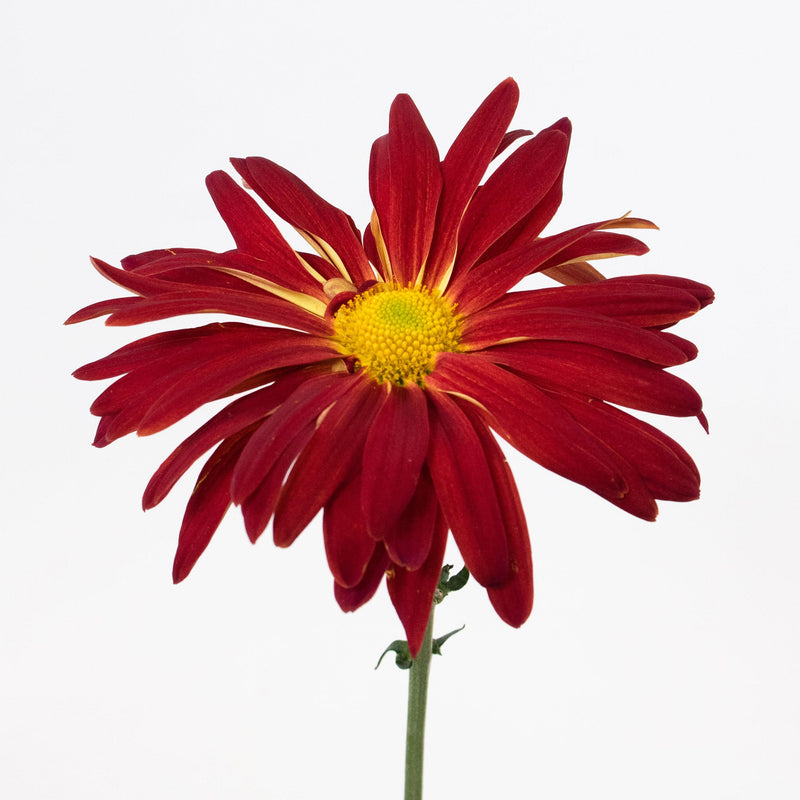 Red Mum Flower Stem