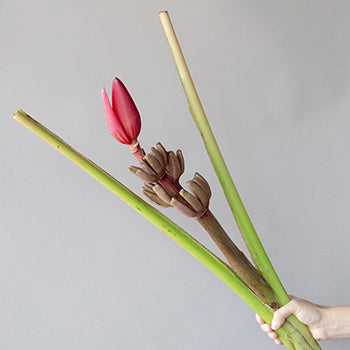 Mauve Musa Tropical Flowering Banana