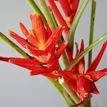 Red Explosion Musa Tropical Flowering Banana