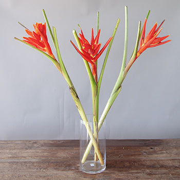Red Explosion Musa Tropical Flowering Banana