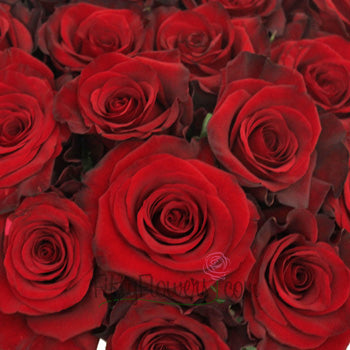 Red Paris Roses Up Close