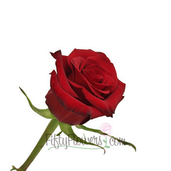 Red Paris Rose Side Stem View