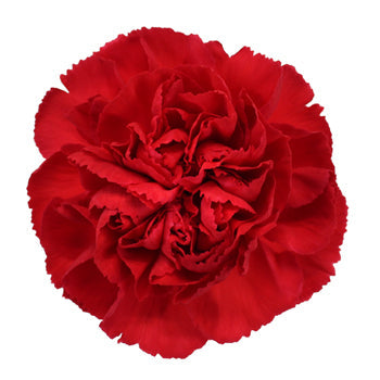 Valentines Red Carnation Flowers