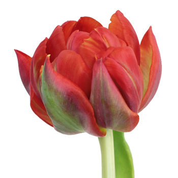 Red Princess Double Tulip Wholesale Flower Up close