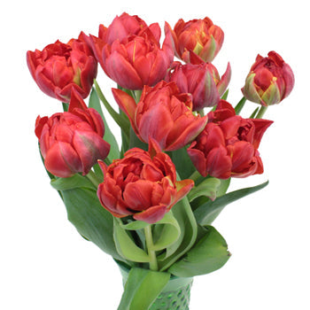 Red Princess Double Tulip Wholesale Flower In a vase
