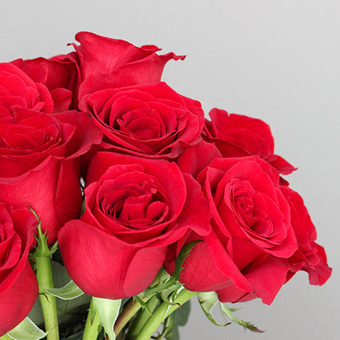 Red Roses Valentines Day Flower Up Close