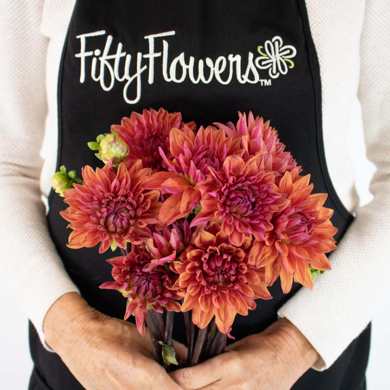 Red Sangria Dahlia Flower Bunch in Hand