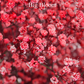 Red Airbrushed Baby's Breath