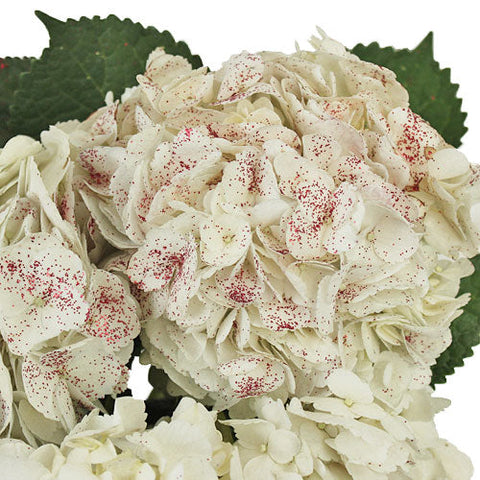 Red Sparkle and White Hydrangea Wholesale Flower Up close