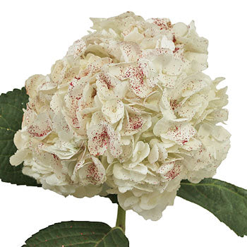 Red Sparkle and White Hydrangea Stem View