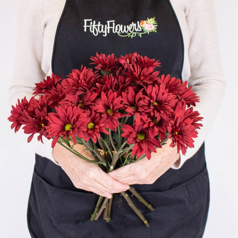 Brahma Red Daisy Flowers in Hand