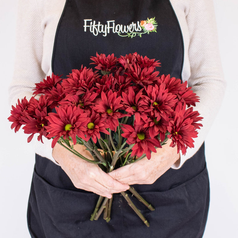 Brahma Red Daisy Flowers in Hand