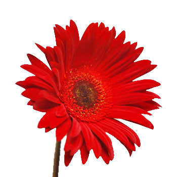 Gerbera Daisy Red Tinted Black Center Wholesale Flower Up close