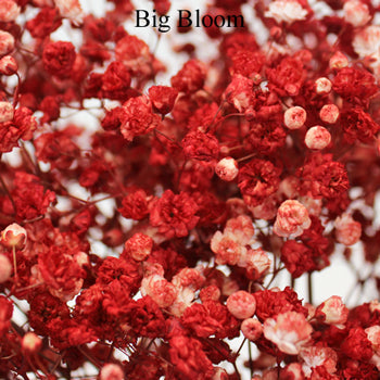 Baby's Breath Flower Rust Red