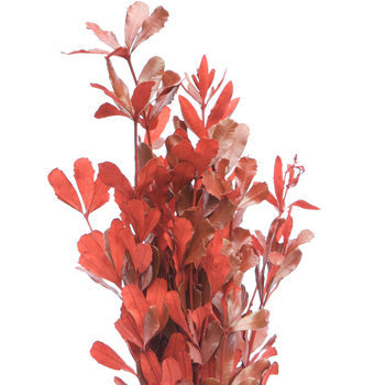 Red Tinted Integrafolia Greenery