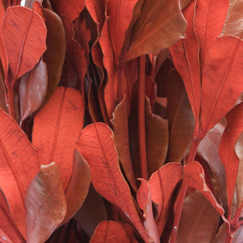 Red Tinted Integrafolia Greenery