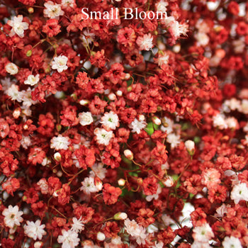 Baby's Breath Flower Rust Red