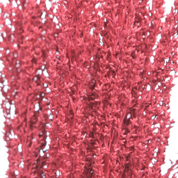 Red Airbrushed Sage