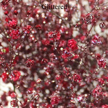Red Airbrushed Baby's Breath