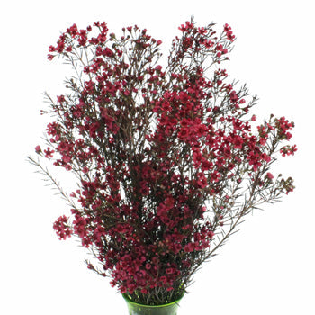 Fruit Punch Red Enhanced Wax Flowers May 16th to November 30th Delivery