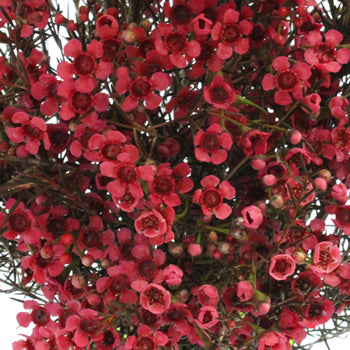 Fruit Punch Red Enhanced Wax Flowers May 16th to November 30th Delivery