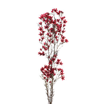 Fruit Punch Red Enhanced Wax Flowers May 16th to November 30th Delivery