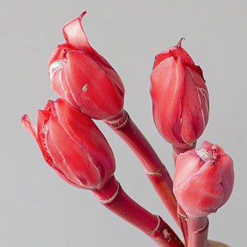 Salmon Red Torch Ginger Tropical Flowers