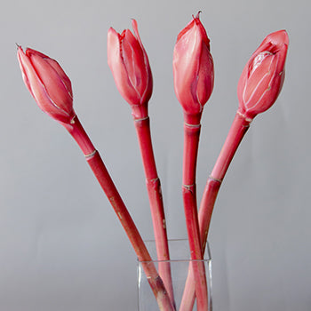 Salmon Red Torch Ginger Tropical Flowers