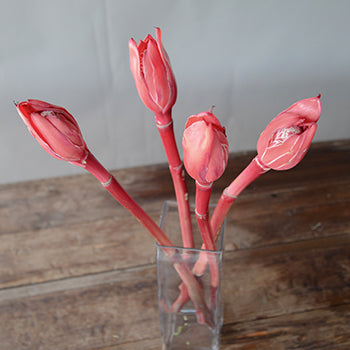 Salmon Red Torch Ginger Tropical Flowers
