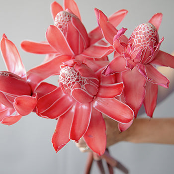 Salmon Red Torch Ginger Tropical Flowers