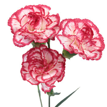 Red Twist Carnation Stem