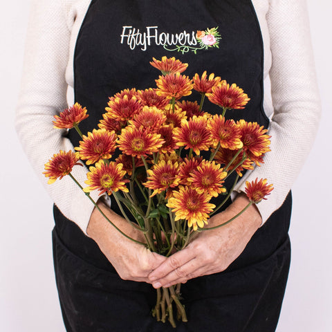 Bicolor Red and Yellow Poms Bunch in Hand