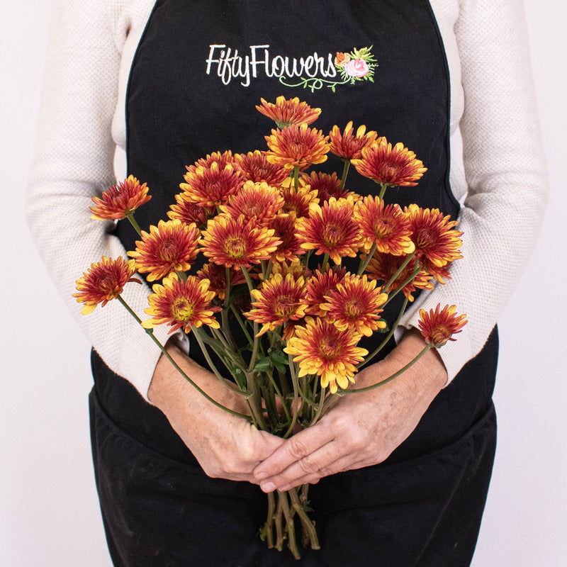 Bicolor Red and Yellow Poms Bunch in Hand