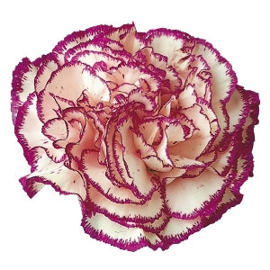 Rendezvous White and Purple Carnation Flower Bloom
