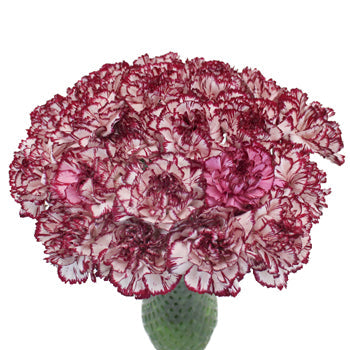 Rendezvous White and Purple Carnation Flowers In a vase