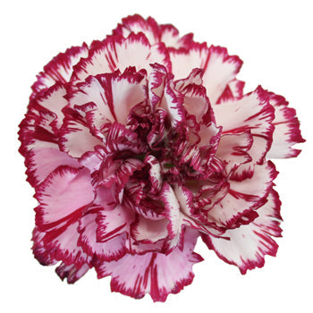 Rendezvous White and Purple Carnation Flower Flatlay