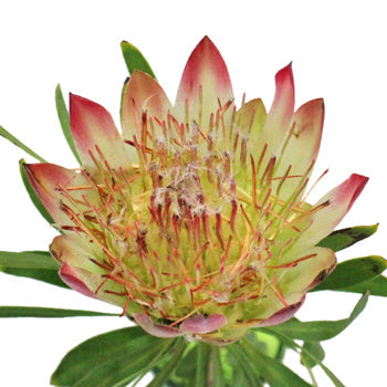 Pink Repens Protea Flower