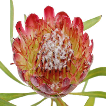 Pink Repens Protea Flower