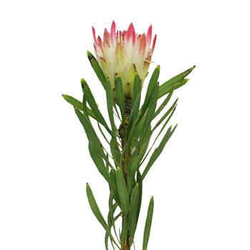 Pink Repens Protea Flower