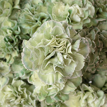 Revy Light Green Carnation Flowers Up Close