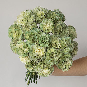 Revy Light Green Carnation Flower In a hand