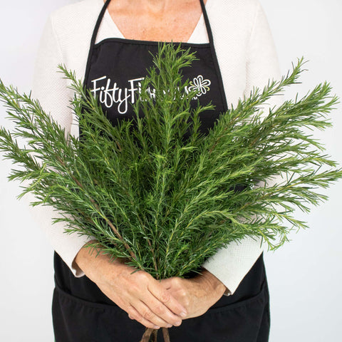 Fresh Cut Rosemary Herb Wholesale