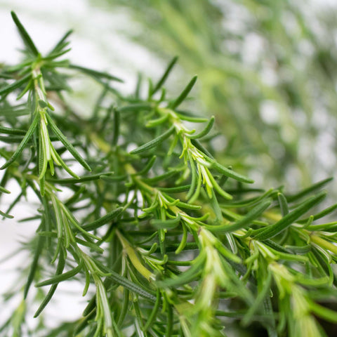 Fresh Cut Rosemary Herb Wholesale