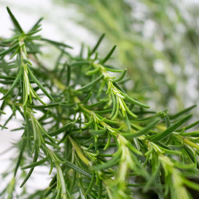 Fresh Cut Rosemary Herb Wholesale