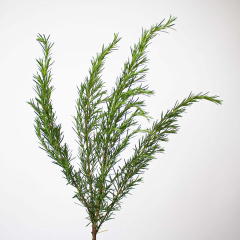 Fresh Cut Rosemary Herb Wholesale